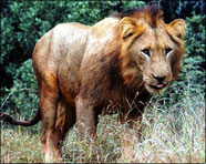 South Africa 2001