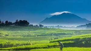 Keindahan Hijau di Puncak Gunung Lawu Jawa Tengah
