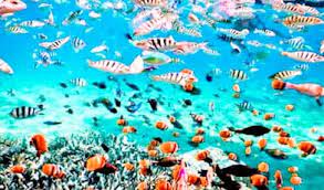 Eksotisme Pulau Weh Snorkeling dan Diving di Aceh