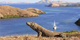 Menjelajahi Keindahan Pulau Komodo Tempat Asal Komodo